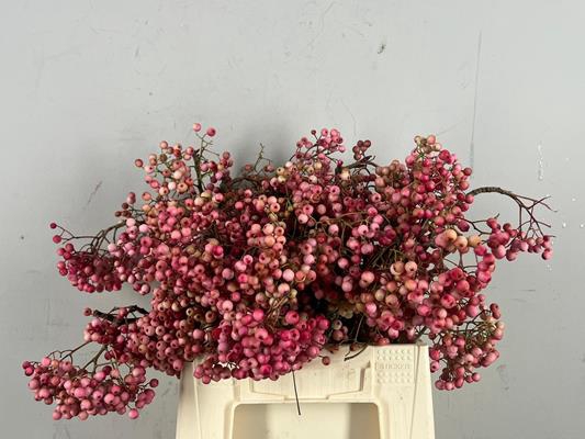 Sorbus Pink Pearl