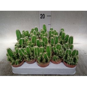 Cereus per. 'Florida'