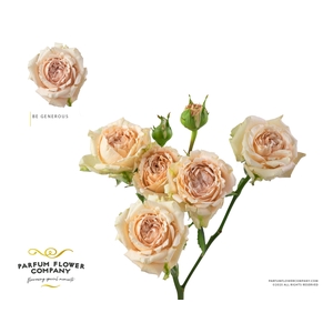 Rosa Spray Garden Be Generous