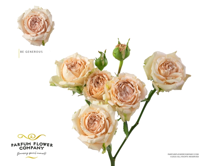 <h4>Rosa Spray Garden Be Generous</h4>