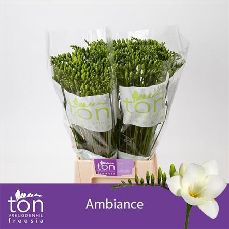 <h4>Fr En Ambiance (ton)</h4>
