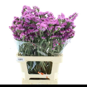 LIMONIUM ST PINK BIRDS X50