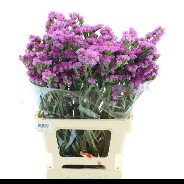 <h4>LIMONIUM ST PINK BIRDS X50</h4>