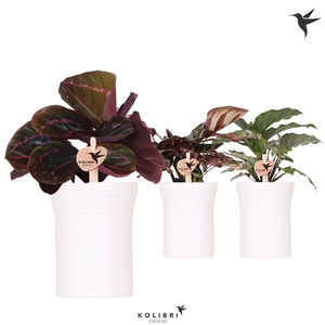 Kolibri Greens Calathea mix in Furrow pot