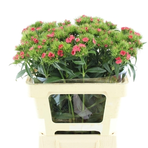 DI BARB S WILL CORAL