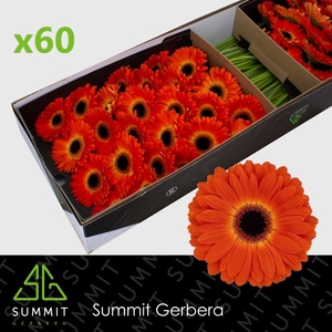 Gerbera Medina Water