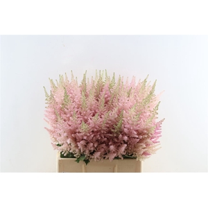 Astilbe C Vi Inferno