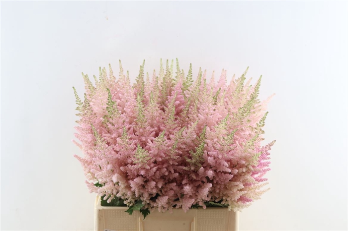 <h4>Astilbe C Vi Inferno</h4>