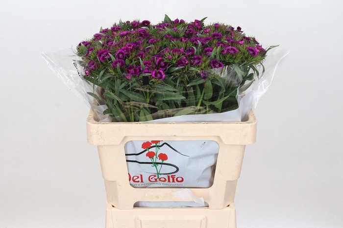 Dianthus Br Aldo Viola Fantasia