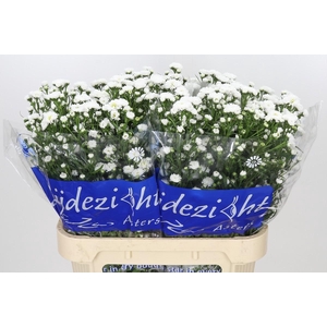 Aster Cassy
