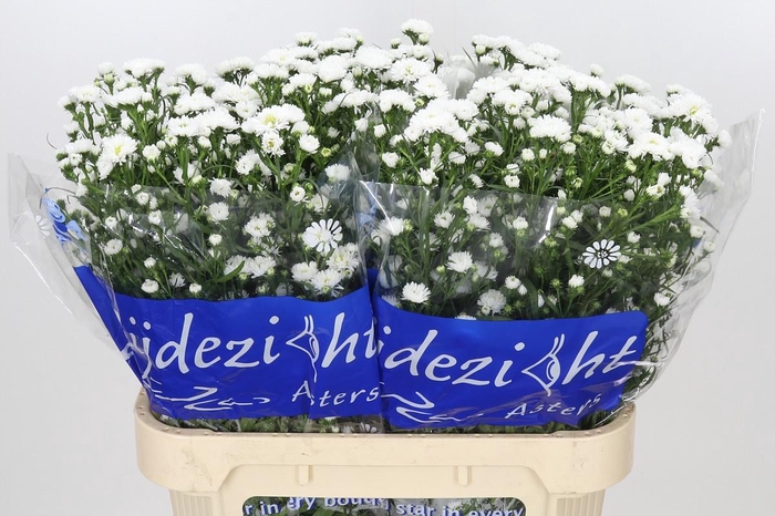 <h4>Aster Cassy</h4>