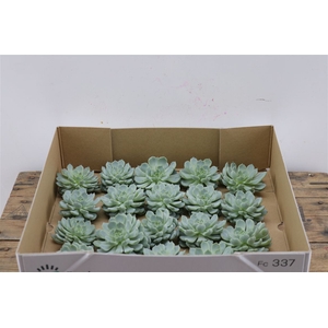 Echeveria Derenbergi Klein X20