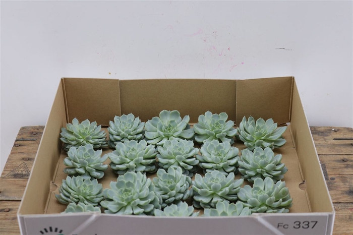 <h4>Echeveria Derenbergi Klein X20</h4>