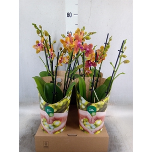 Phalaenopsis multi. 'Ant Bolgheri'