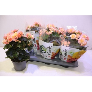 arr8 Beg Du Hailey Sunset