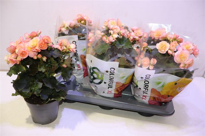 <h4>arr8 Beg Du Hailey Sunset</h4>