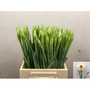 NARC G JOHAN STRAUSS