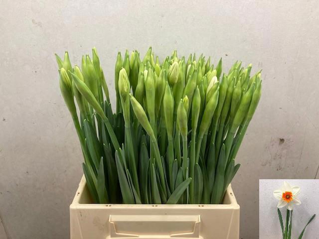 <h4>NARC G JOHAN STRAUSS</h4>