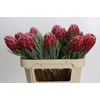 Protea Venus
