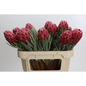 Protea Venus
