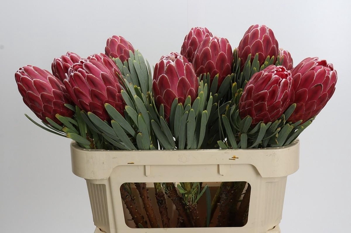 <h4>Protea Venus</h4>
