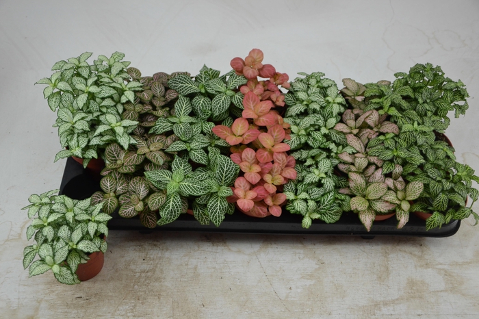 <h4>FITT GEM 7 KL</h4>