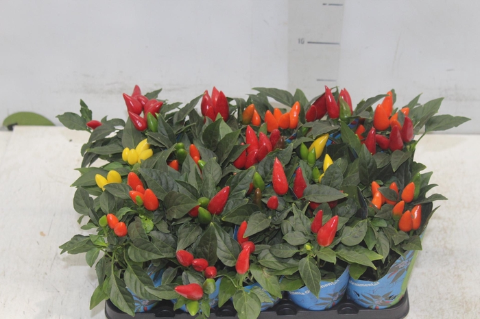 <h4>PIMENTA P06</h4>