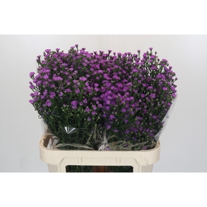 Aster Baby Pink