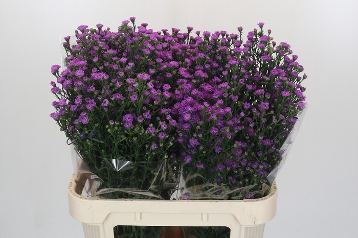 <h4>Aster Baby Pink</h4>