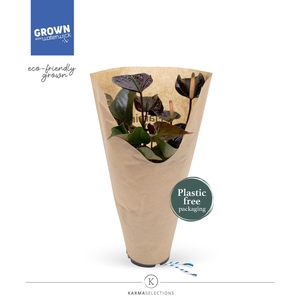 Anthurium - KARMA Black | 12cm | ECO/KRAFT SLEEVE