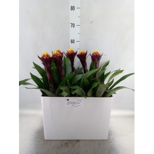 Guzmania  'Akabar'