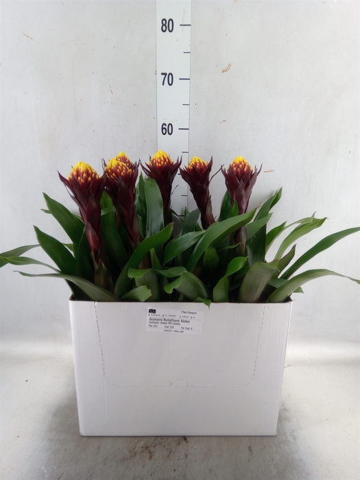 <h4>Guzmania  'Akabar'</h4>