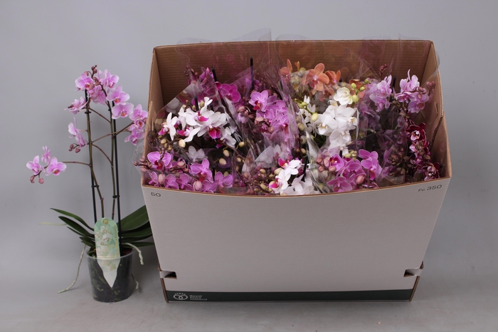 <h4>PHAL MF GEM 8 KL</h4>