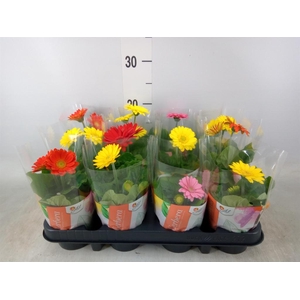 Gerbera  'Colourgame'   ...mix