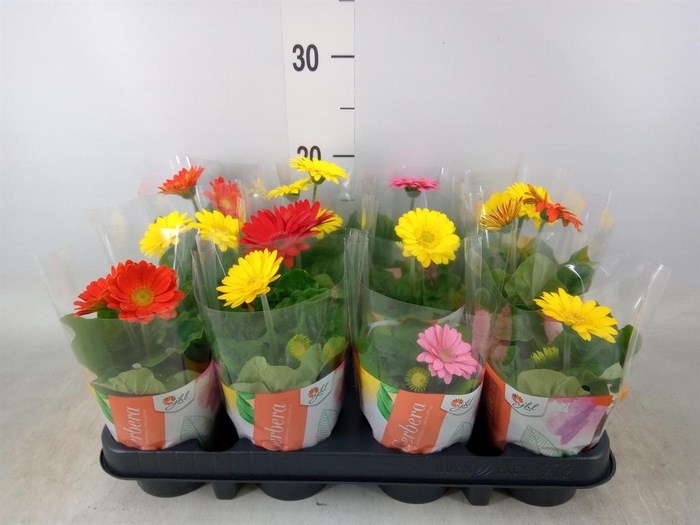 <h4>Gerbera  'Colourgame'   ...mix</h4>