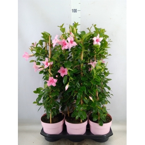 Mandevilla  'Sundavil Dbl Blush Pk'