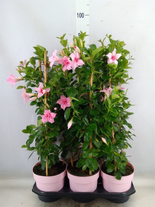 <h4>Mandevilla  'Sundavil Dbl Blush Pk'</h4>