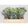 Oxypetalum Tweedia Blue