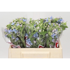Oxypetalum Tweedia Blue
