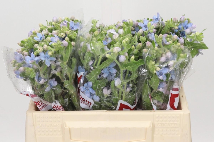 <h4>Oxypetalum Tweedia Blue</h4>