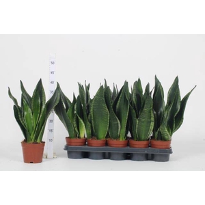 Sansevieria trifasciata 12Ø 35cm