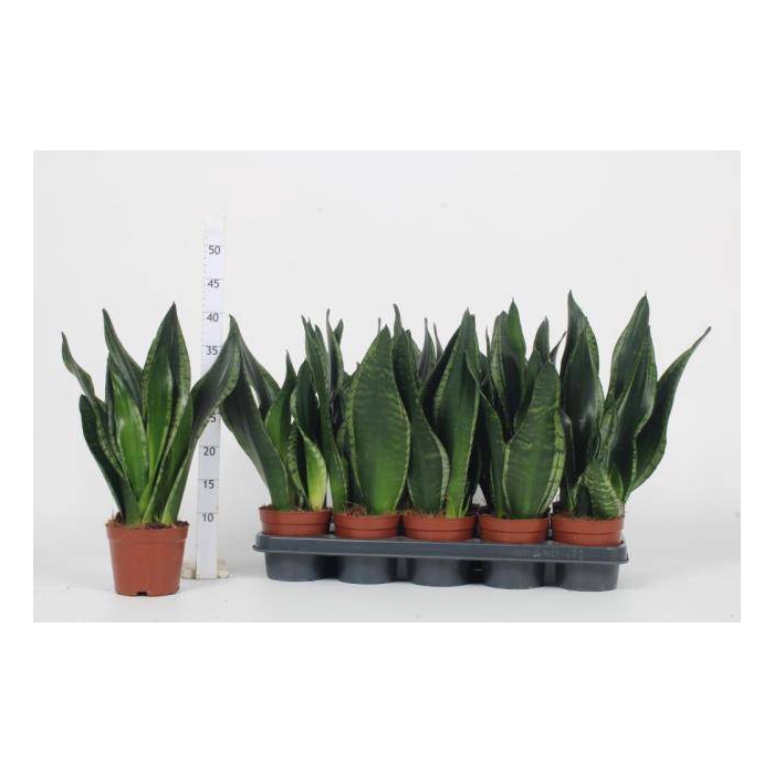 <h4>Sansevieria trifasciata Whitney 12Ø 40cm</h4>