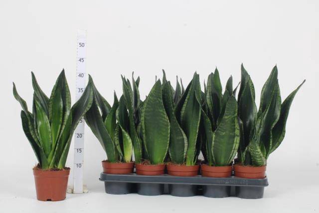 Sansevieria trifasciata Whitney 12Ø 40cm