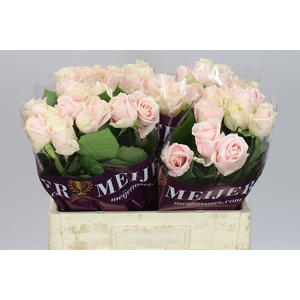 Rosa Gr Sweet Avalanche A2