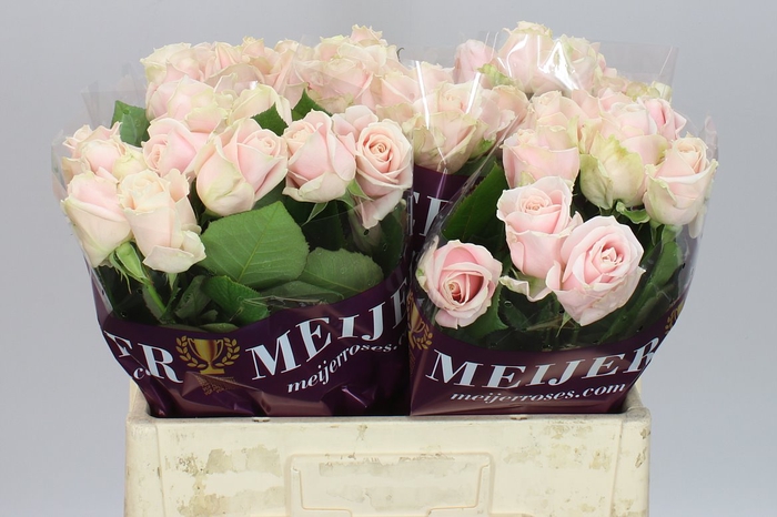 <h4>Rosa Gr Sweet Avalanche A2</h4>