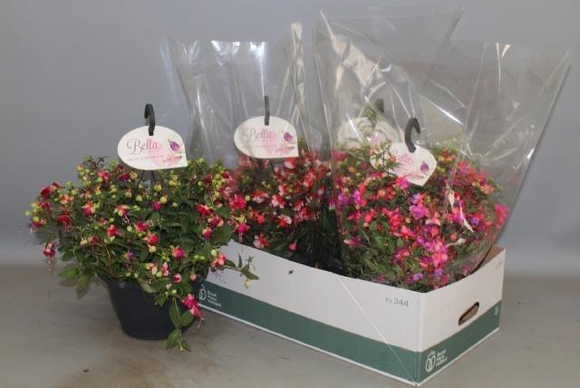 <h4>FUCHSIA B F HANG GEM</h4>