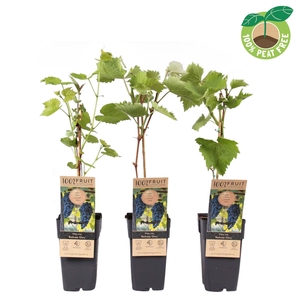 Vitis Boskoop Glory