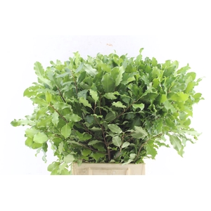 Pitto Tenuifolium Green 150 Gram