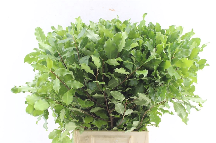 <h4>Pitto Tenuifolium Green 150 Gram</h4>