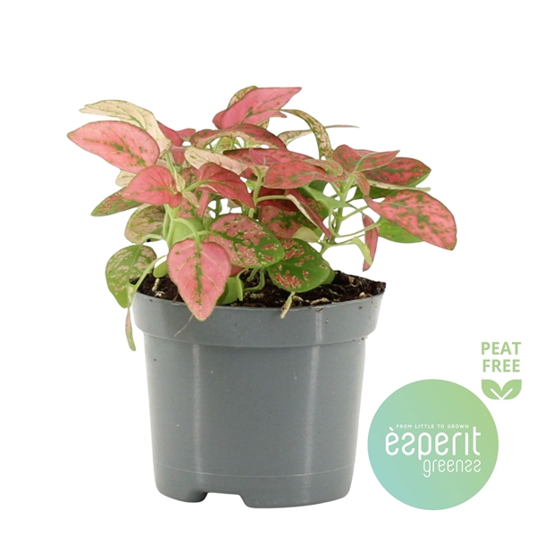 <h4>Hypoestes Red</h4>